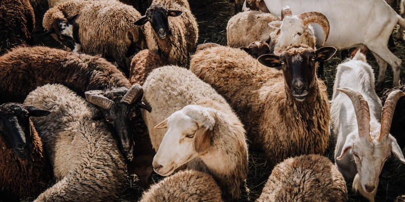 KI generiert: Das Bild zeigt eine Gruppe von Schafen und Ziegen, die eng beieinander stehen. Die Tiere haben unterschiedliche Fellfarben und einige der Ziegen haben gebogene Hörner.