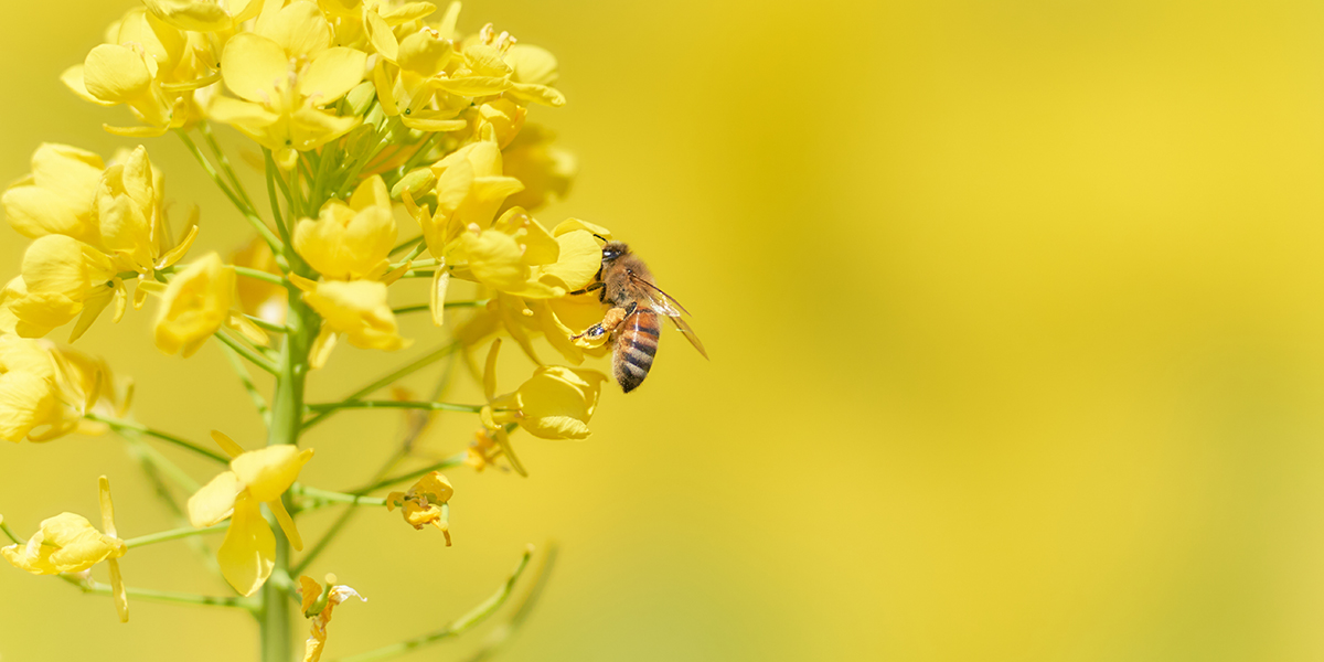 KI generiert: Das Bild zeigt eine Biene, die Blütennektar von einer gelben Blume sammelt. Die Aufnahme hebt die Details der Blume und der Biene vor einem verschwommenen gelben Hintergrund hervor.