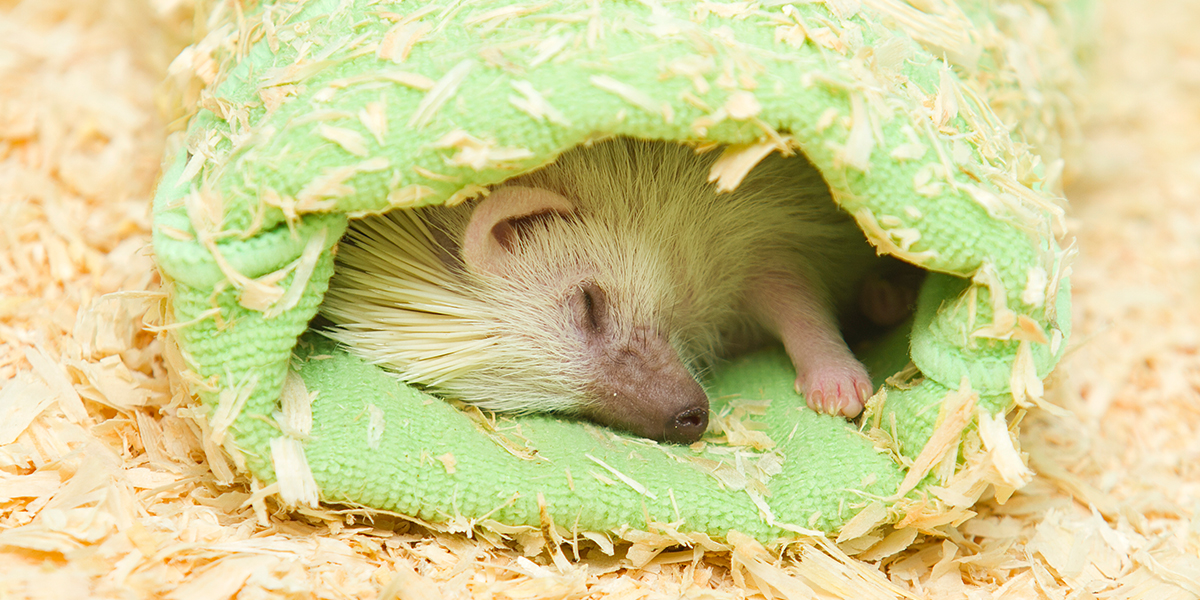 KI generiert: Ein schlafendes Stachelschwein liegt in einem grünen Stofftunnel, umgeben von Holzspänen. Der Hauptinhalt des Bildes ist die Ruhe und Gemütlichkeit des Tieres in seiner Umgebung.