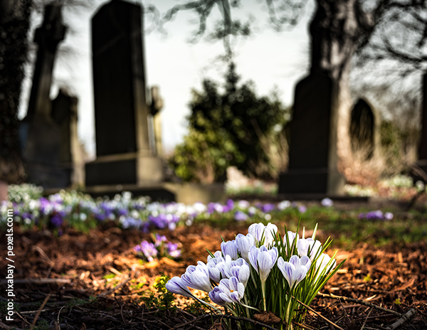 Ein Friedhof auf dem Krokusse blühen.