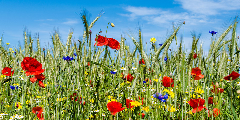 IStock 1320540982 Webseite