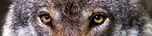 KI generiert: Das Bild zeigt einen Nahaufnahme-Ausschnitt der Augen eines Wolfes mit dichtem Fell. Der Fokus liegt auf den intensiven, gelben Augen des Tieres.