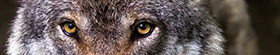 KI generiert: Das Bild zeigt eine Nahaufnahme der Augen eines Wolfs, die intensiv in die Kamera blicken. Das Fell des Wolfs ist in Grautönen gehalten.