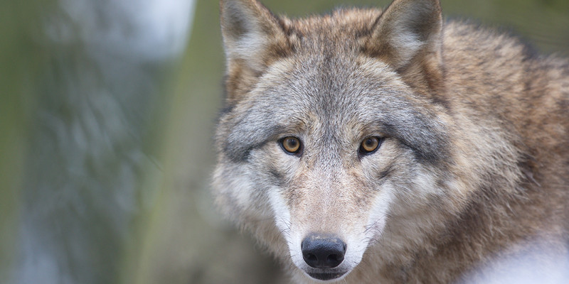 KI generiert: Das Bild zeigt einen Wolf, der aufmerksam in die Kamera blickt. Der Hauptinhalt ist der fokussierte Ausdruck des Tieres im Vordergrund.