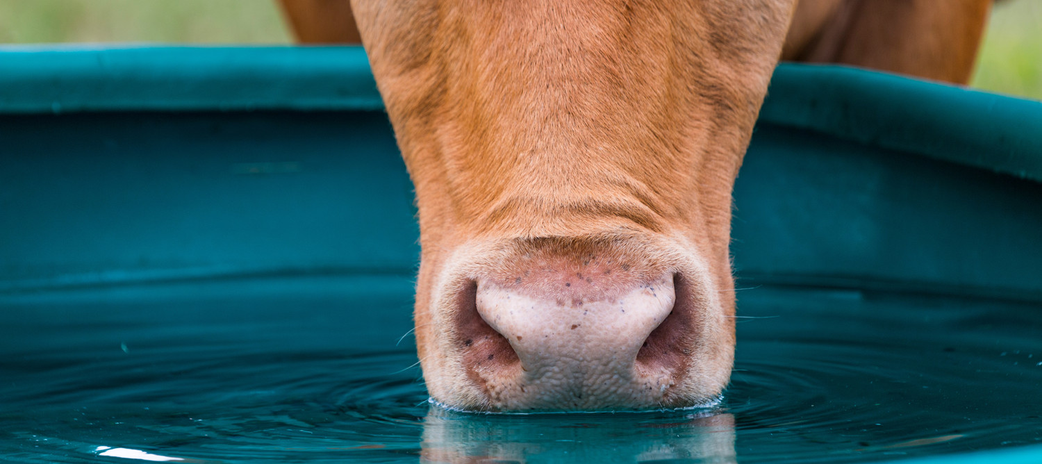 KI generiert: Das Bild zeigt die Nahaufnahme eines Kuhmauls, das aus einem blauen Behälter Wasser trinkt. Der Fokus liegt auf der trinkenden Kuhnase und den Wasserbewegungen.
