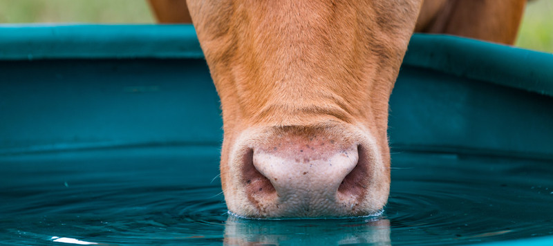 KI generiert: Das Bild zeigt die Nahaufnahme eines Kuhmauls, das aus einem blauen Behälter Wasser trinkt. Der Fokus liegt auf der trinkenden Kuhnase und den Wasserbewegungen.