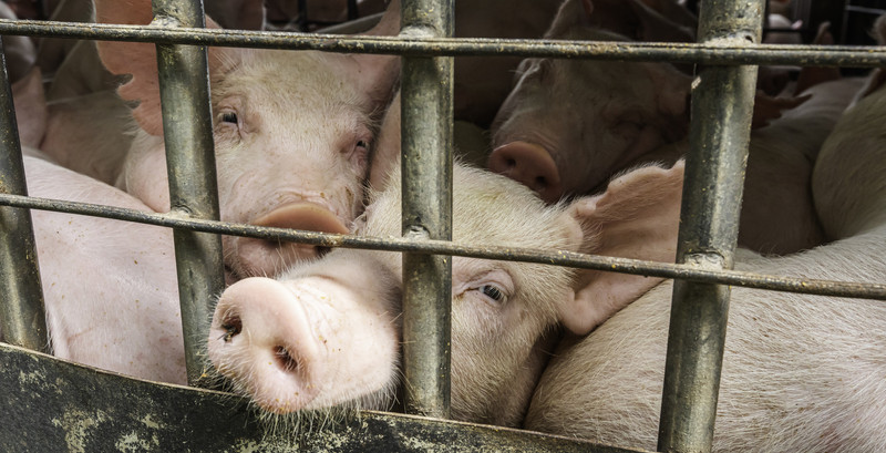 KI generiert: Das Bild zeigt mehrere Schweine, die in einem engen Stall oder Käfig zusammengepfercht sind. Die Schweine schauen durch die Gitterstäbe nach außen.